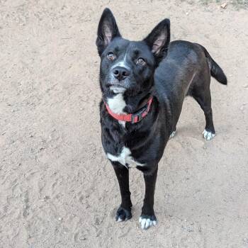 Rescue Cattle Dog Dogs for Adoption in Paramus, New Jersey - Midnight | PetCurious