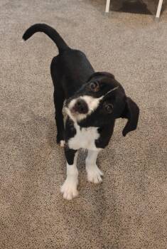 Black Labrador Retriever Dogs Available for Adoption - Cheese | PetCurious