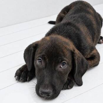 DIRK -  Labrador Retriever and Mixed Breed Dog for Adoption in Waterford, New Jersey - DIRK | PetCurious