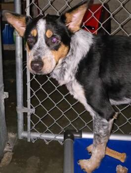 Milo -  Australian Cattle Dog Blue Heeler Dog for Adoption in Saint Clairsville, Ohio - Milo | PetCurious