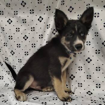 Millennial -  Alaskan Malamute and Pit Bull Terrier Dog for Adoption in Coos Bay, Oregon - Millennial | PetCurious