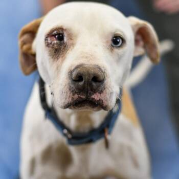 Mixed Breed Dogs Available for Adoption in Defuniak Springs, Florida - Stevie | PetCurious