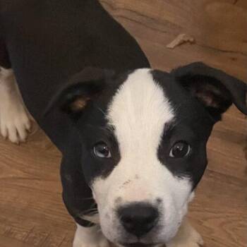 Labrador Retriever and Mixed Breed Dogs Available for Adoption - Cloud | PetCurious