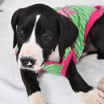 Border Collie and Labrador Retriever Dogs Available for Adoption in Johnson City, Tennessee - Queso | PetCurious