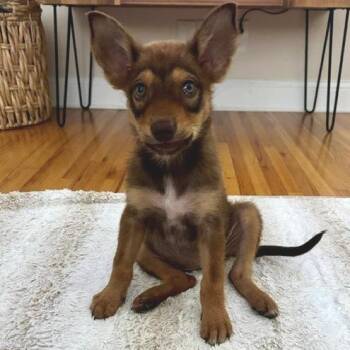 Ghirardelli -  Mixed Breed Dog for Adoption in Buffalo, Minnesota - Ghirardelli | PetCurious