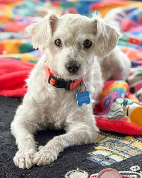 Rescue Maltese Dogs for Adoption in Corona, California - Blanquita | PetCurious