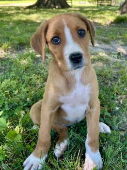 Hound Dogs Available for Adoption in Nashville, Tennessee - Hershey(f) | PetCurious