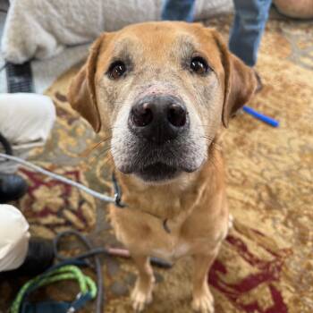 Labrador Retriever and Mixed Breed Dogs Available for Adoption in Spring Hill, Kansas - Rascal | PetCurious