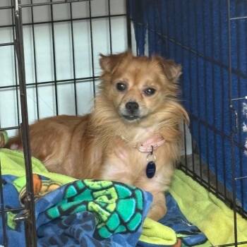 JUG -  Pomeranian Dog for Adoption in Waterford, New Jersey - JUG | PetCurious