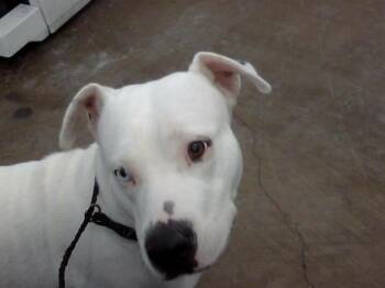 Mixed Breed Dogs Available for Adoption - RIMA | PetCurious