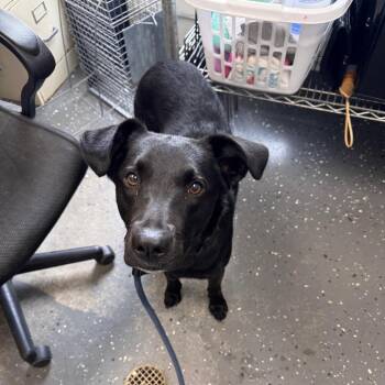 Mixed Breed Dogs Available for Adoption in Columbiana, Alabama - Chrissy | PetCurious