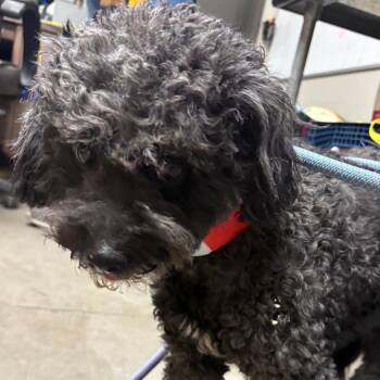 Alexa -  Miniature Poodle Dog for Adoption in Yuma, Arizona - Alexa | PetCurious