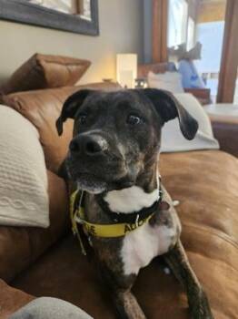 Darla -  Mixed Breed Dog for Adoption in Atlanta, Georgia - Darla | PetCurious