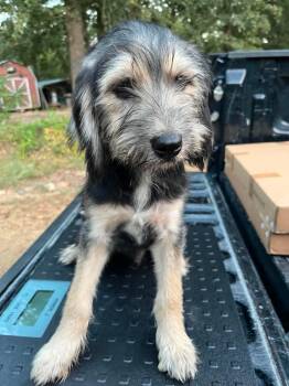 Mochi the doodle mix puppy -  Bernedoodle Dog for Adoption in Muskego, Wisconsin - Mochi The Doodle Mix Puppy | PetCurious