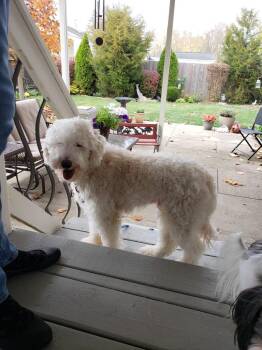 Dodie -  Poodle and Golden Retriever Dog for Adoption in Kettering, Ohio - Dodie | PetCurious