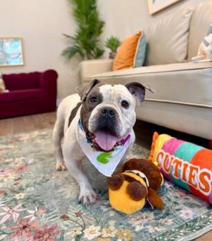 Siggy Smalls Certified Chunk -  English Bulldog and American Bully Dog for Adoption in Friendswood, Texas - Siggy Smalls Certified Chunk | PetCurious