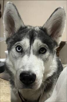 BRIOCHE -  Siberian Husky and Mixed Breed Dog for Adoption in Grand Prairie, Texas - BRIOCHE | PetCurious