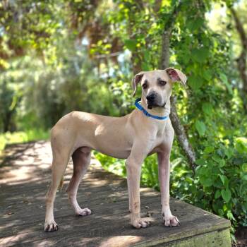 Rescue Hound and Mixed Breed Dogs for Adoption in Port Charlotte, Florida - Jack Skellington | PetCurious