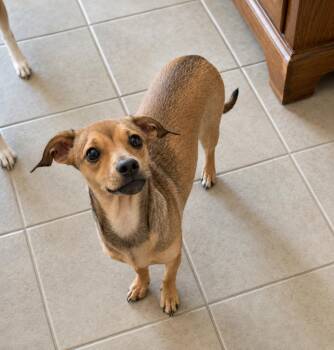 Miniature Pinscher and Chihuahua Dogs Available for Adoption in Deer Park, Texas - Candy | PetCurious