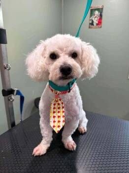 Felix -  Bichon Frise Dog for Adoption - Felix | PetCurious