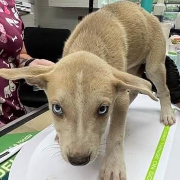 Rhaenyra -  Australian Cattle Dog Blue Heeler Dog for Adoption in Allegan, Michigan - Rhaenyra | PetCurious