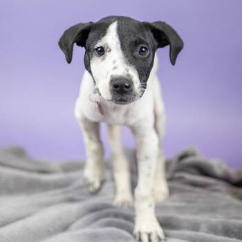 Eggwhite -  Mixed Breed Dog for Adoption in Portland, Oregon - Eggwhite | PetCurious