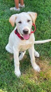 Chester -  Yellow Labrador Retriever Dog for Adoption in Clinton, Wisconsin - Chester | PetCurious