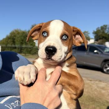 Graham Cracker -  Mixed Breed Dog for Adoption in Columbia, South Carolina - Graham Cracker | PetCurious