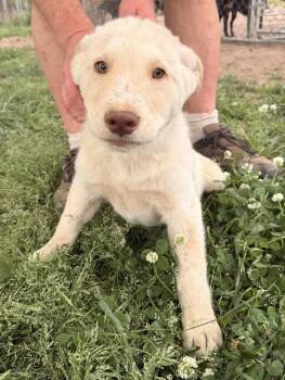 Shepherd and Husky Dogs Available for Adoption in Calera, Alabama - Stella | PetCurious