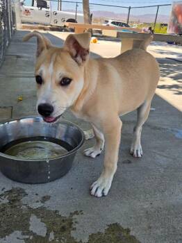 Waylon -  Labrador Retriever and Shepherd Dog for Adoption in Twentynine Palms, California - Waylon | PetCurious