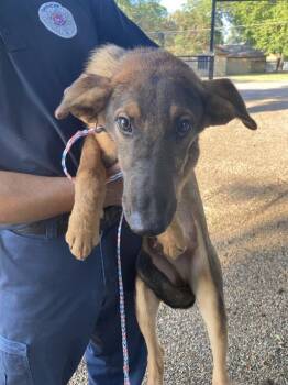 LANDON -  Mixed Breed Dog for Adoption in Dallas, Texas - LANDON | PetCurious