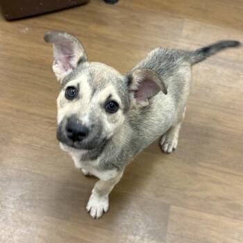 Shepherd and Pit Bull Terrier Dogs Available for Adoption in Beaumont, Texas - Velvet | PetCurious