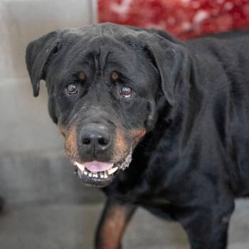 Rottweiler Dogs Available for Adoption in Peyton, Colorado - Rocky (F26-24) | PetCurious