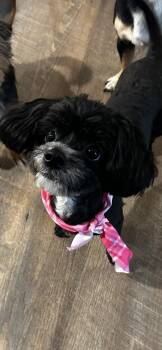Maltese and Shih Tzu Dogs Available for Adoption in Conroe, Texas - Pepper Pots | PetCurious