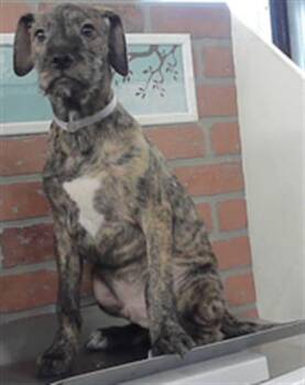 German Shepherd Dog and Mixed Breed Dogs Available for Adoption in Houston, Texas - LUIS | PetCurious