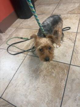 Biggie -  Terrier Dog for Adoption in Cincinnati, Ohio - Biggie | PetCurious
