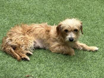 Rescue Terrier Dogs for Adoption in San Diego, California - Amber | PetCurious