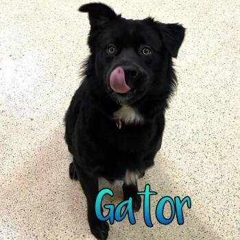 Gator -  Border Collie and Chow Chow Dog for Adoption in Indianapolis, Indiana - Gator | PetCurious