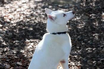 Siberian Husky Dogs Available for Adoption in Walnut Creek, California - Perris | PetCurious