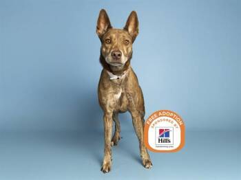 NAMI -  Dutch Shepherd and Pit Bull Terrier Dog for Adoption in Phoenix, Arizona - NAMI | PetCurious