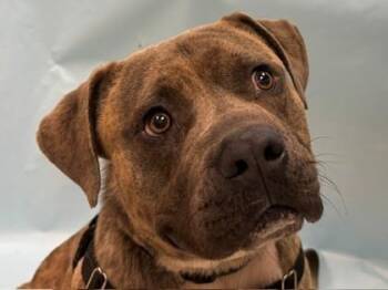 Lobose -  Pit Bull Terrier and Mixed Breed Dog for Adoption in Minneapolis, Minnesota - Lobose | PetCurious