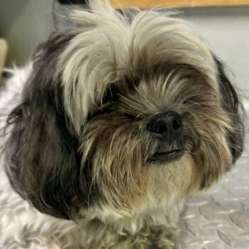 Maxwell 5882 D -  Shih Tzu Dog for Adoption in Frankfort, Kentucky - Maxwell 5882 D | PetCurious