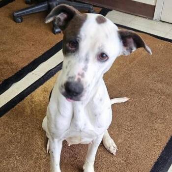 Border Collie Dogs Available for Adoption - Jasmine | PetCurious