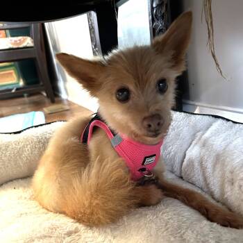 Cutie Pie -  Pomeranian and Chihuahua Dog for Adoption in Closter, New Jersey - Cutie Pie | PetCurious