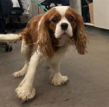 Mixed Breed Dogs Available for Adoption - CARROT | PetCurious