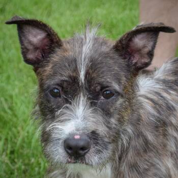 Teddy -  Schnauzer and Wirehaired Terrier Dog for Adoption in Huntley, Illinois - Teddy | PetCurious
