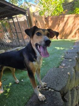 Rescue German Shepherd Dog and Treeing Walker Coonhound Dogs for Adoption in Charlotte, North Carolina - Phoebe | PetCurious