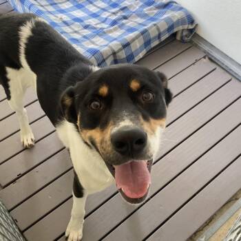 Terrier Dogs Available for Adoption in Birmingham, Alabama - Rocky | PetCurious