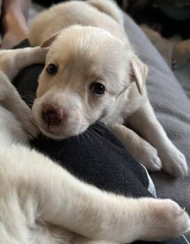 Labrador Retriever and Australian Shepherd Dogs Available for Adoption - Stone | PetCurious