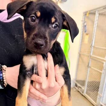 German Shepherd Dog and American Staffordshire Terrier Dogs Available for Adoption - Charli | PetCurious